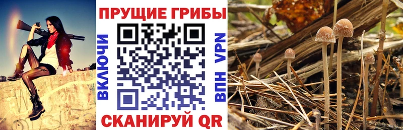Псилоцибиновые грибы GOLDEN TEACHER  Оханск 
